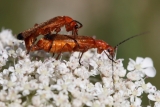 Rotgelber Weichkäfer auf Wilder Möhre (1)